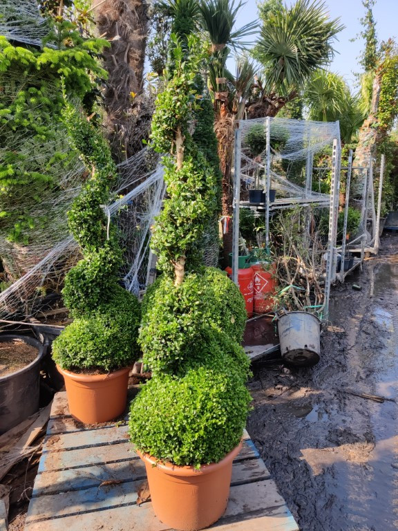Seagrave Nurseries Box Buxus Spiral 150cm 5ft including pot height